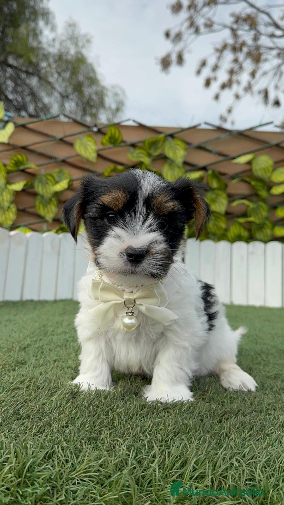 Yorkshire Terrier perros en venta: YORKSHIRE BIEWER - Anuncio 31