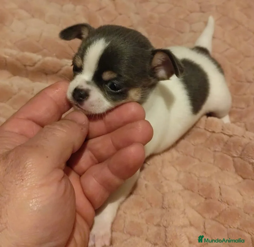 Chihuahua perros en venta: Chihuahua micro toy - Anuncio 1