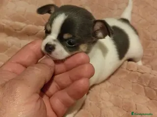 Chihuahua perros Chihuahua micro toy - Anuncio 1