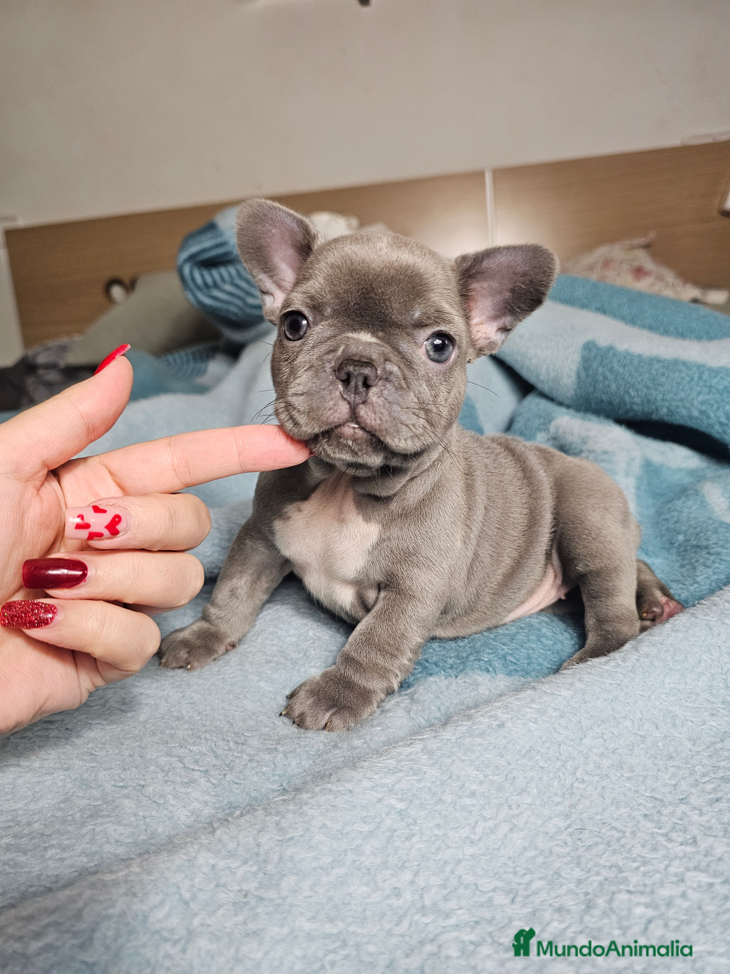 Bulldog Francés perros Bulldog francés lilac - Anuncio 8