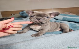 Bulldog Francés perros en venta: Bulldog francés lilac - Imagen 1