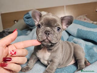 Bulldog Francés perros Bulldog francés lilac - Anuncio 7
