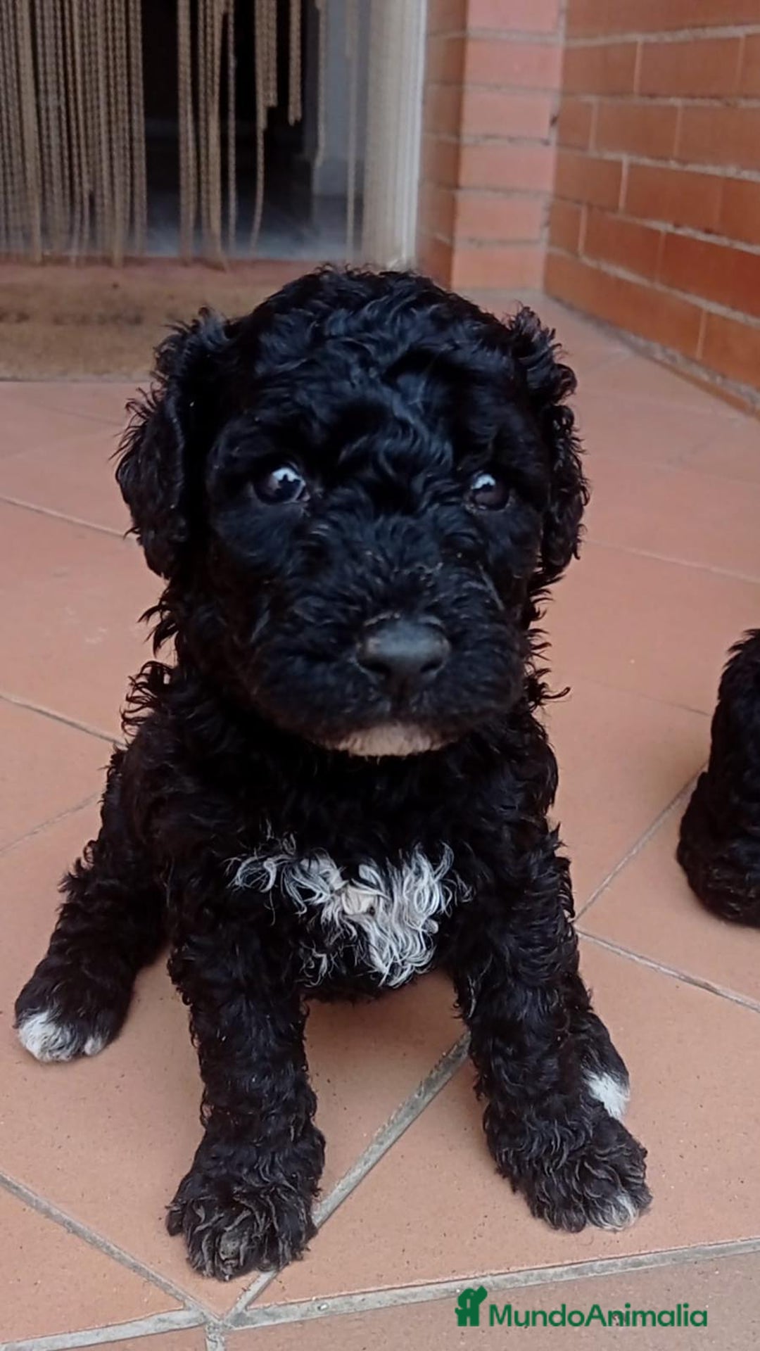 Perro de Agua Español perros en venta: Achuchable bebé de Perro de Agua - Imagen 1