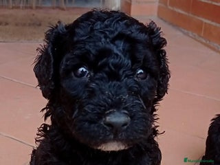 Perro de Agua Español perros - Anuncio 1