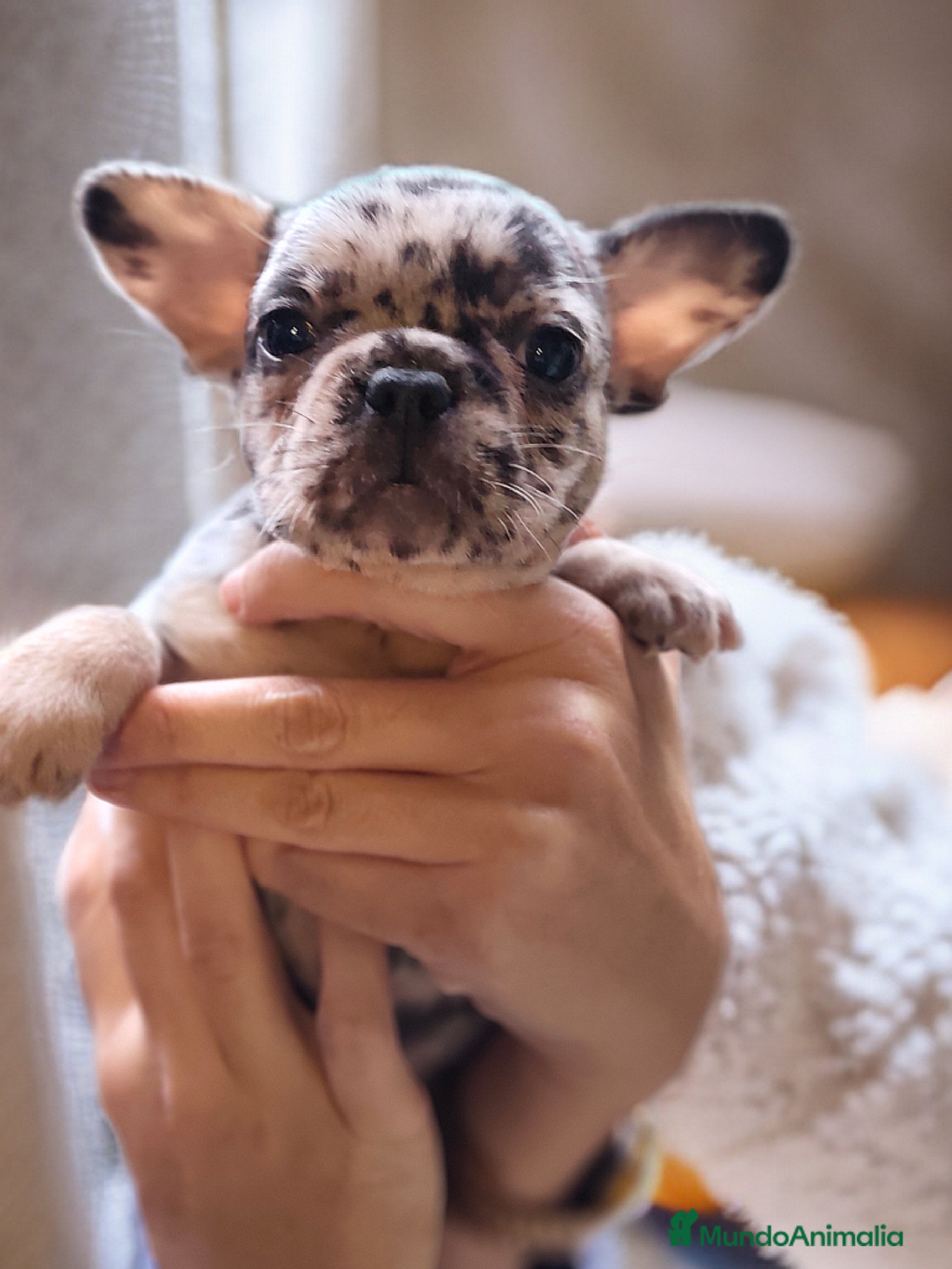 Bulldog Francés perros ¡Preciosa cachorra de Bulldog Francés disponible! - Anuncio 37