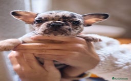 Bulldog Francés perros en venta: ¡Preciosa cachorra de Bulldog Francés disponible! - Imagen 1