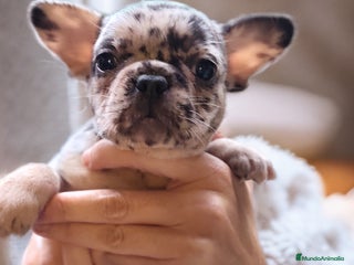 Bulldog Francés perros - Anuncio 4
