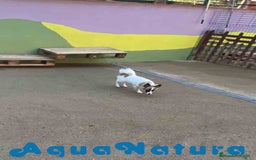 Pomchi perros en venta: Pomchi Macho de Japi y Manchitas 1750 AQUANATURA - Imagen 3