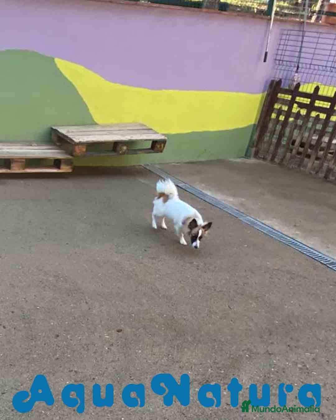 Pomchi perros en venta: Pomchi Macho de Japi y Manchitas 1750 AQUANATURA - Imagen 3