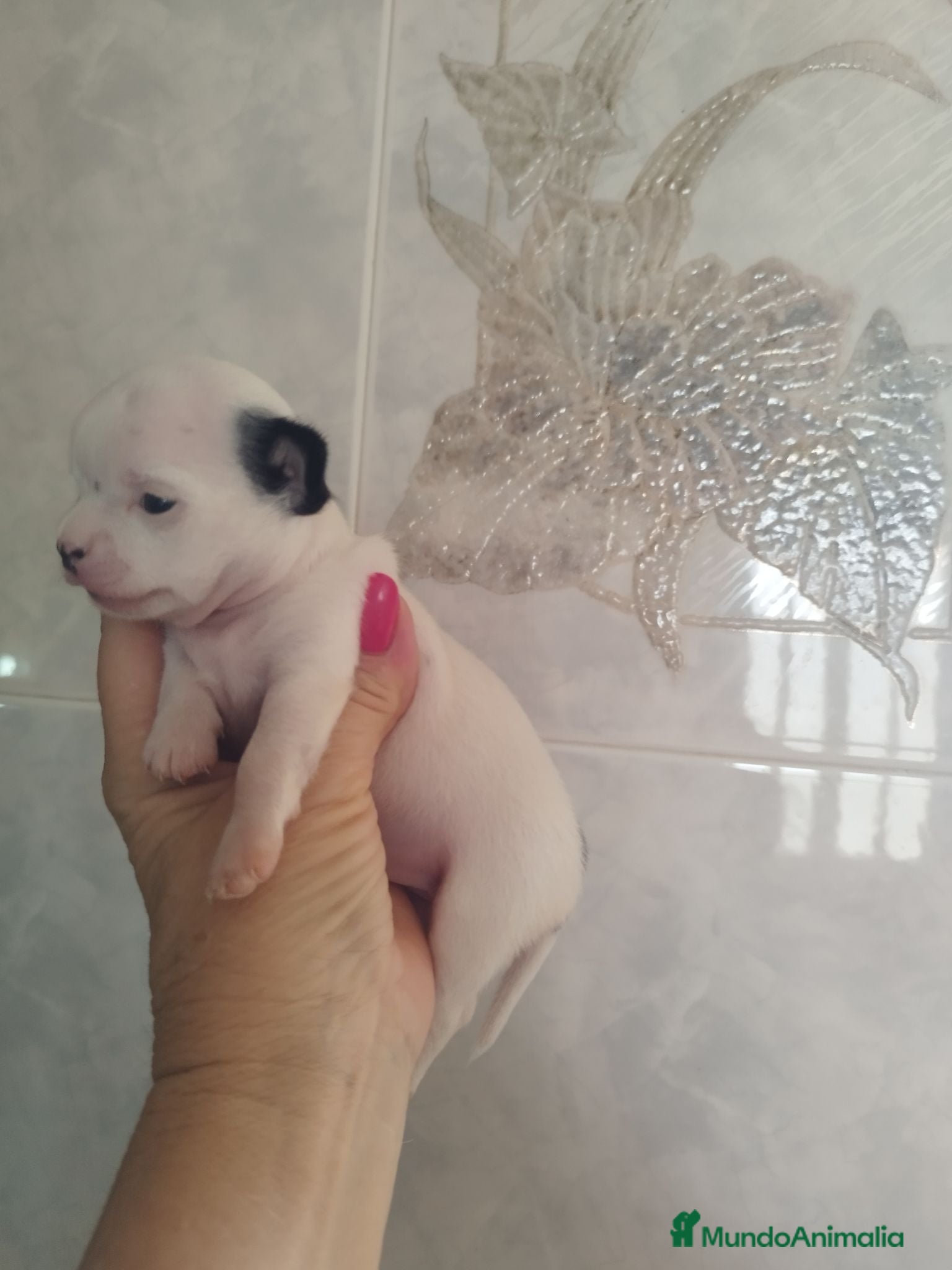 Chihuahua perros CHIHUAHUA HEMBRA EXCLUSIVA  - Anuncio 32