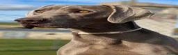 Weimaraner perros en venta: Camada de braco de Weimar  - Anuncio 2