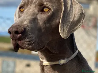 Weimaraner perros Camada de braco de Weimar - Anuncio 1