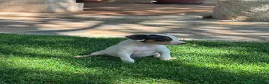 Ratonero Bodeguero Andaluz 1
