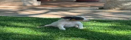 Ratonero Bodeguero Andaluz perros en venta: Ratonero Bodeguero Andaluz - Anuncio 2