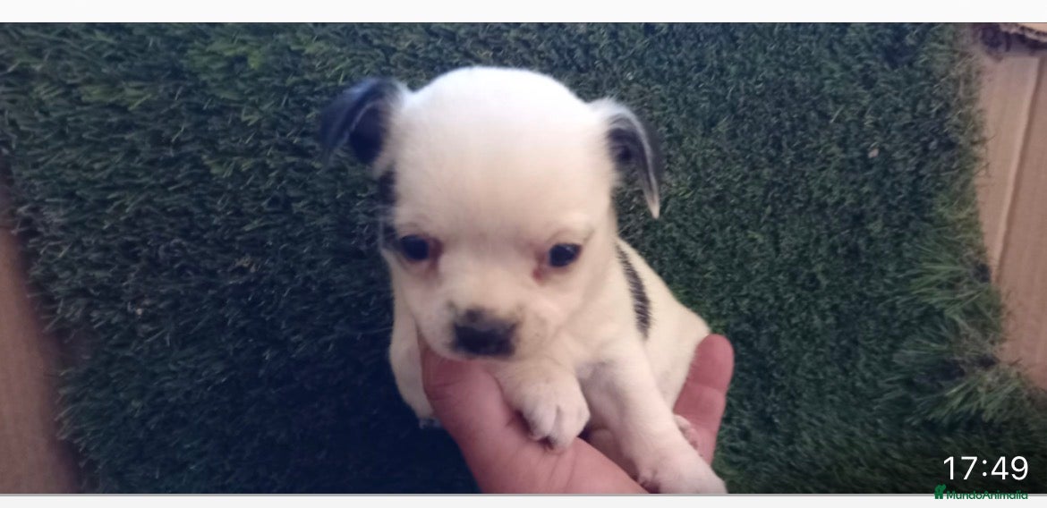 Teckel Miniatura perros Chihuhua - Anuncio 1