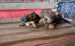 Yorkshire Terrier perros en venta: Yorkshire toys - Imagen 2