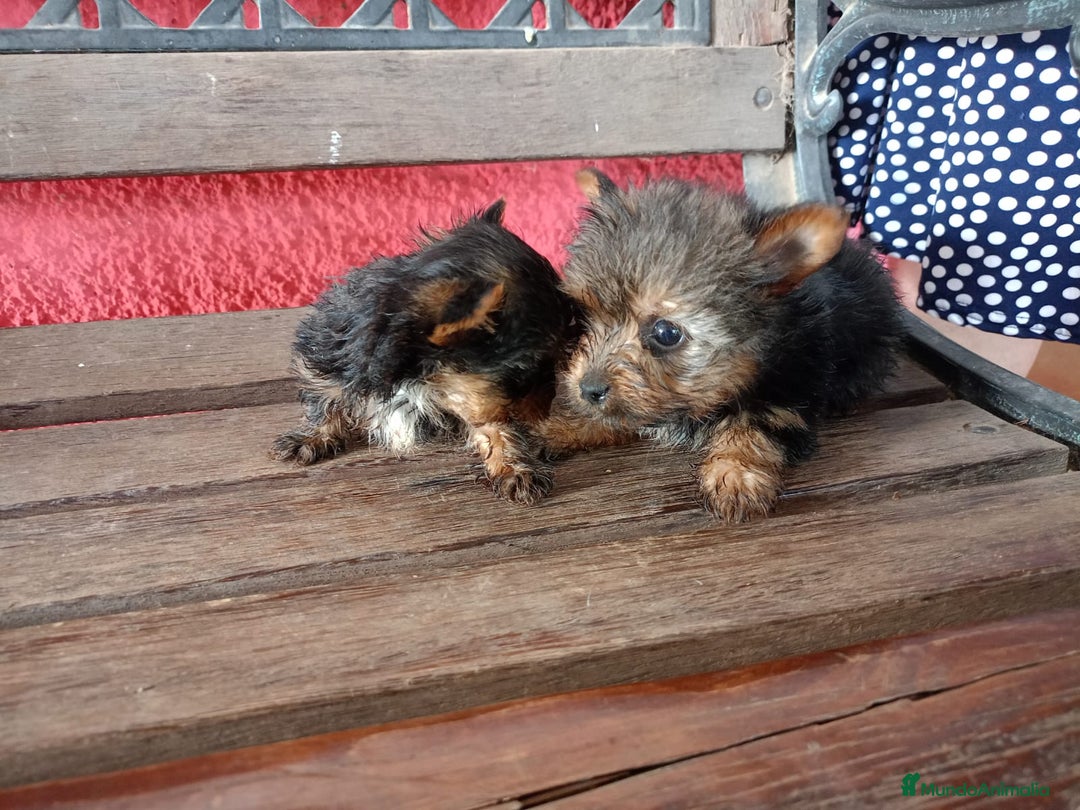 Yorkshire Terrier perros en venta: Yorkshire toys - Imagen 2