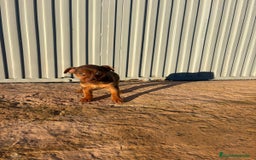 Pinscher Miniatura perros en venta: Pinscher miniatura hermbra chocolate  - Anuncio 6