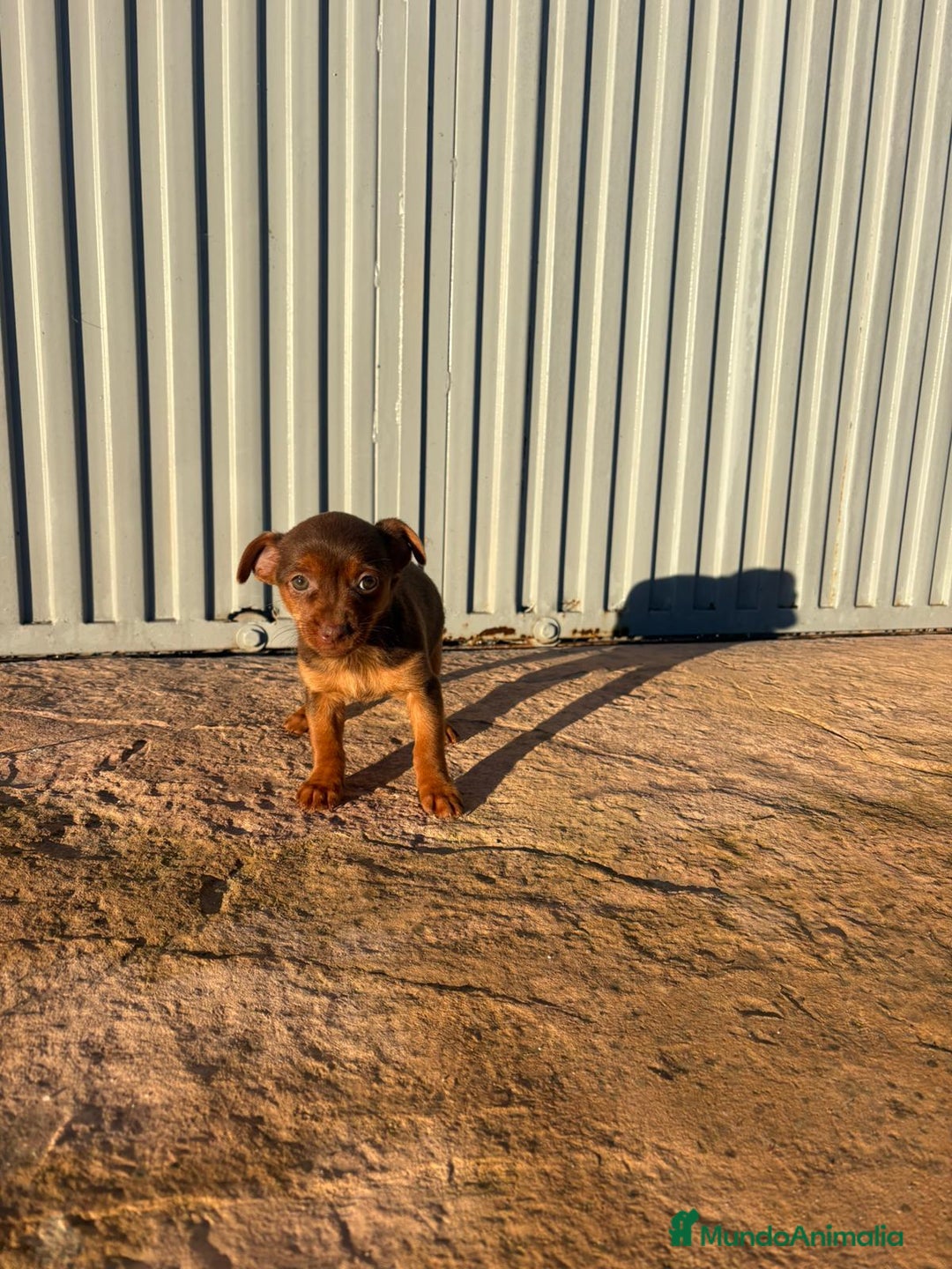 Pinscher Miniatura perros en venta: Pinscher miniatura hermbra chocolate  - Anuncio 6