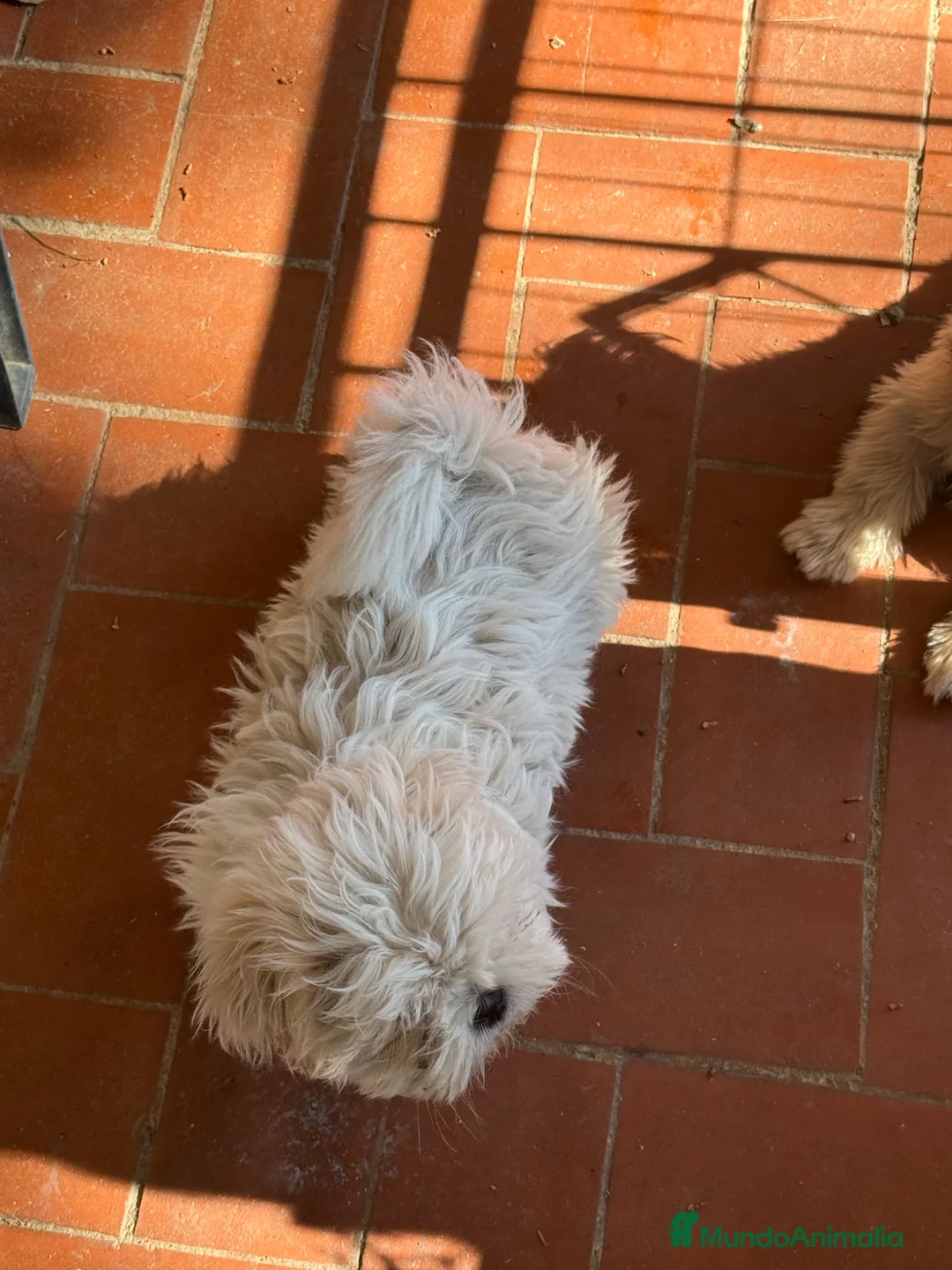 Shih Tzu perros en venta: Machito de shihtzu  - Anuncio 1