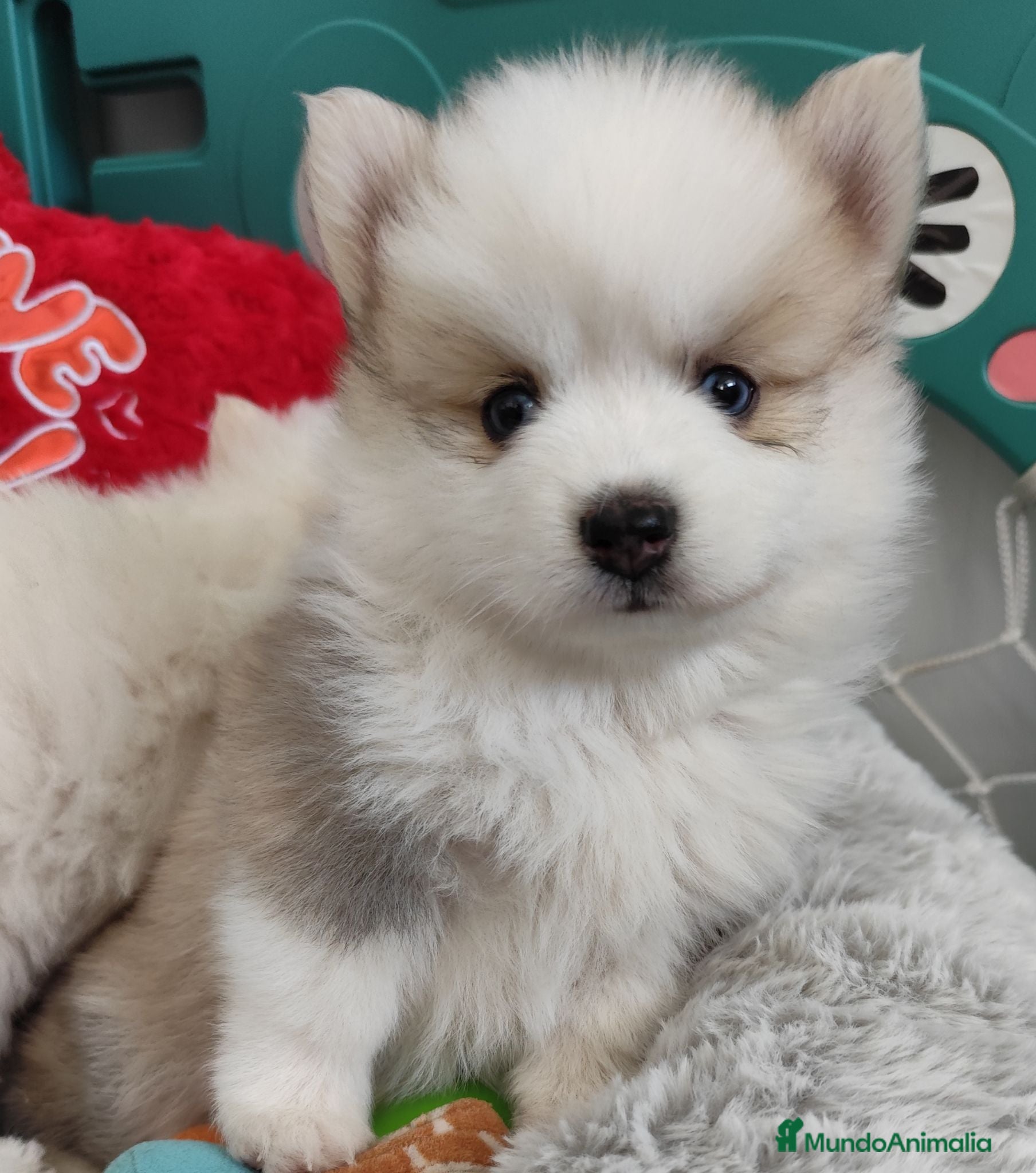 Pomsky perros Pomsky  - Anuncio 2