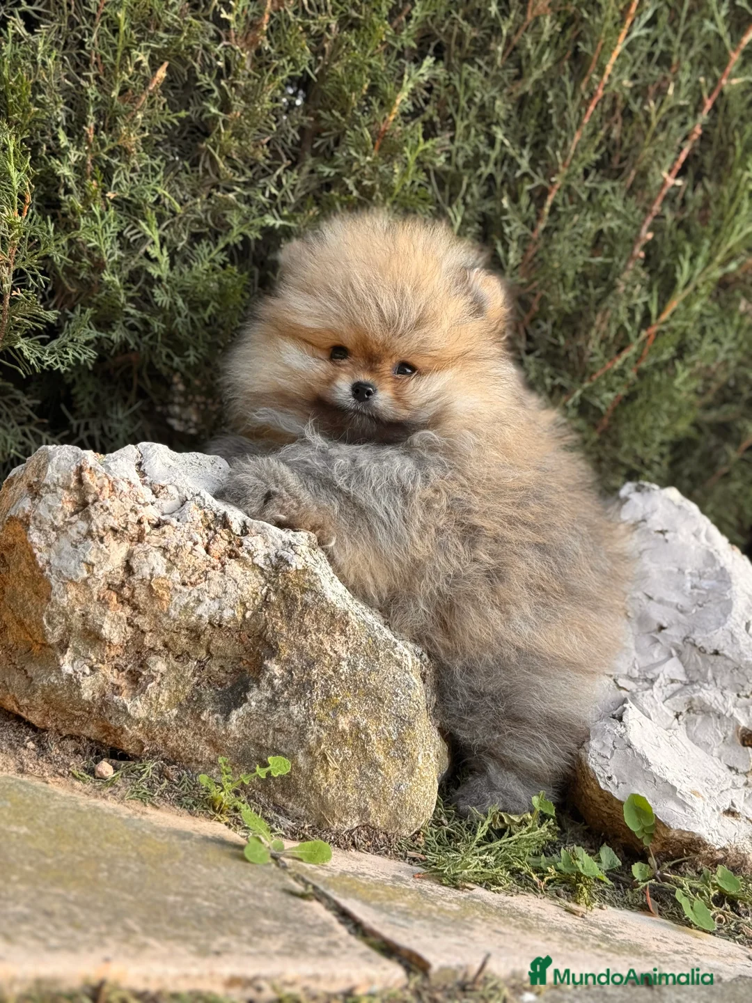 Pomerania perros en venta: LULU POMERANIA LÍNEA RUSA TOY - Anuncio 5
