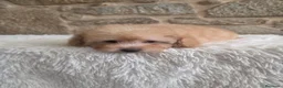 Caniche Toy perros en venta: Cachorro caniche - Anuncio 8