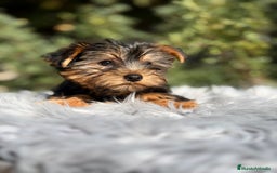 Yorkshire Terrier perros en venta: Yorkshire negro fuego - Imagen 5