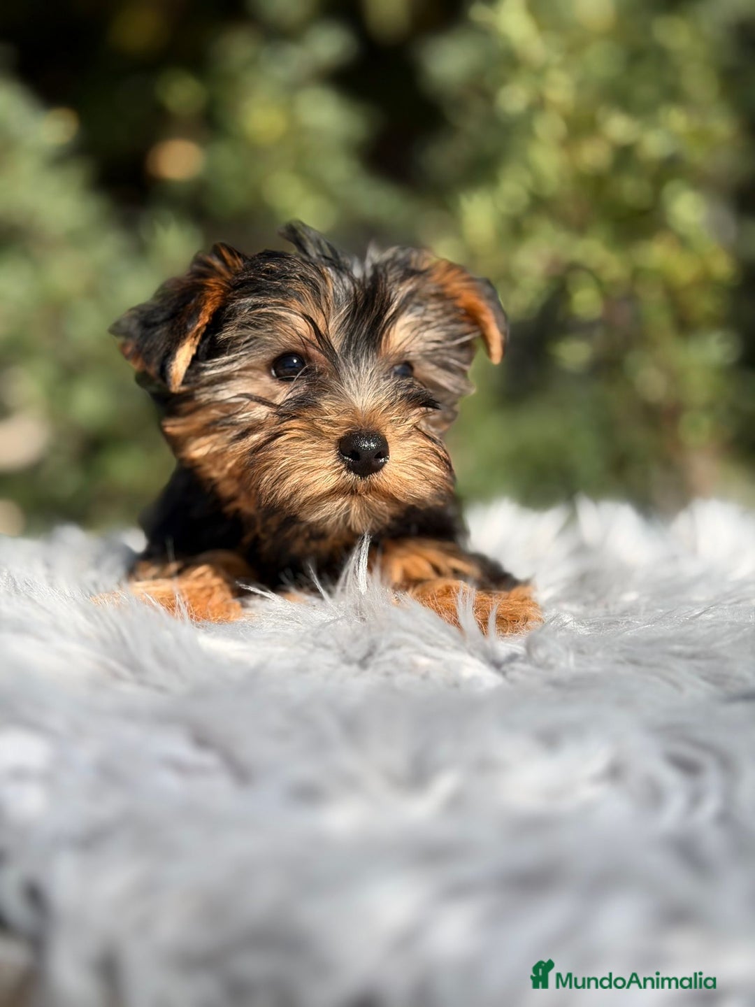 Yorkshire Terrier perros en venta: Yorkshire negro fuego - Imagen 5