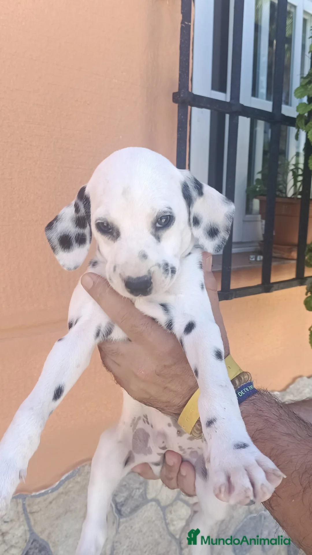 Dálmata perros en venta: Dálmatas disponibles🐶🐾 - Anuncio 2