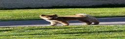 Shiba Inu perros en venta: SHIBA INU EN PONTEVEDRA - Anuncio 5