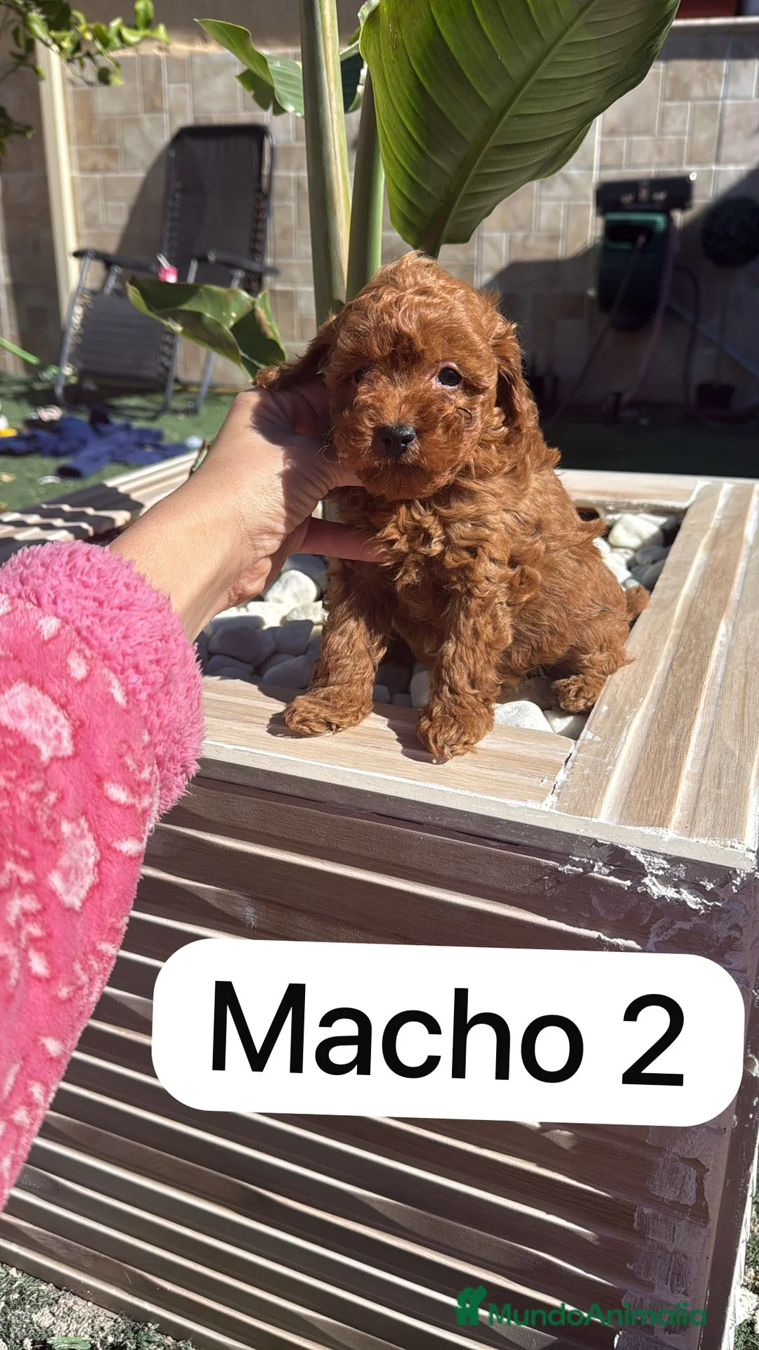 Caniche Toy perros en venta: caniche toy rojos  - Anuncio 2