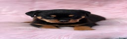 Rottweiler perros en venta: Rottweiler  en Barcelona - Anuncio 1