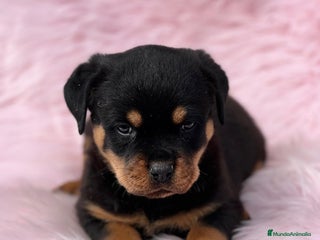 Rottweiler perros Rottweiler en Barcelona - Anuncio 3