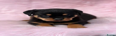 Rottweiler Cachorro 3