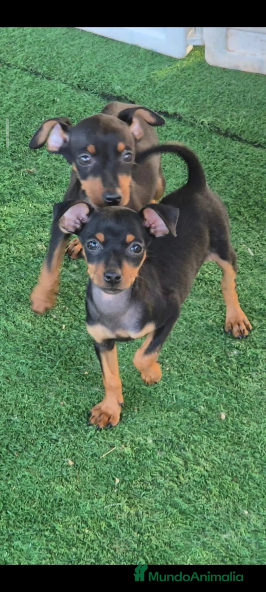 Pinscher Miniatura perros en adopcion: Preciosos pinches - Anuncio 1