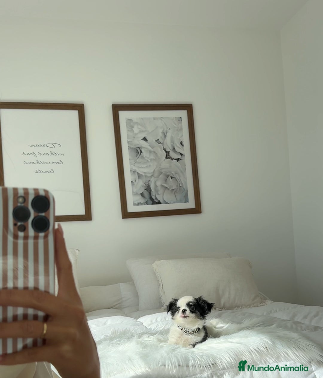 Chihuahua perros en venta: Chihuahua pelo corto - Imagen 2