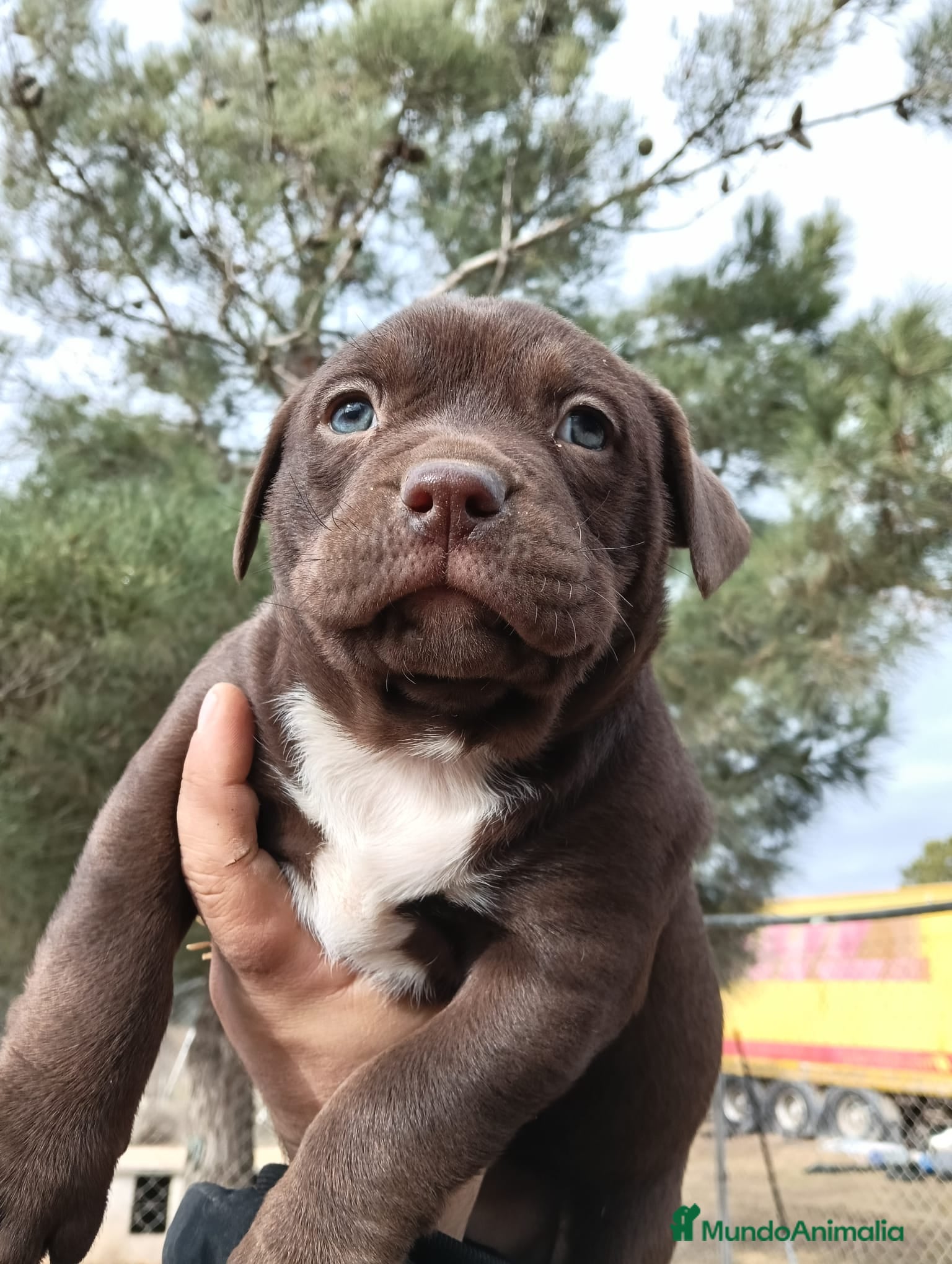American Bully perros American Bully  - Anuncio 1