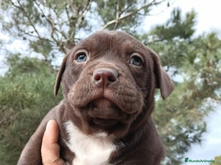 American Bully perros American Bully - Anuncio 1