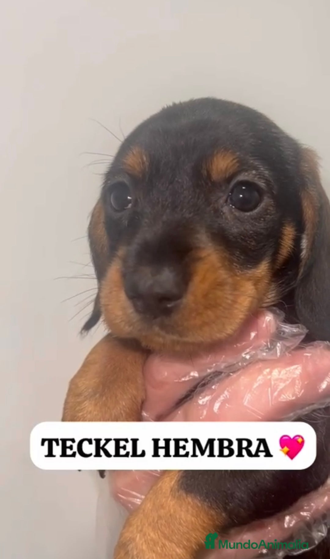 Teckel perros en venta: ADORABLES PEQUEÑOS TECKEL HOJA SECA  - Anuncio 5
