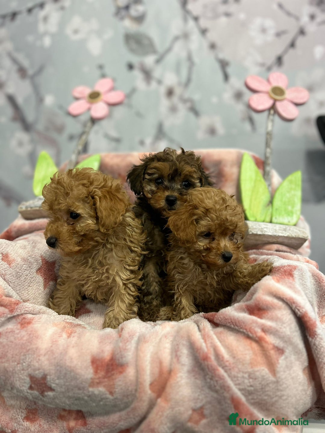 Caniche Toy perros en venta: Caniche toy hembra  - Anuncio 2