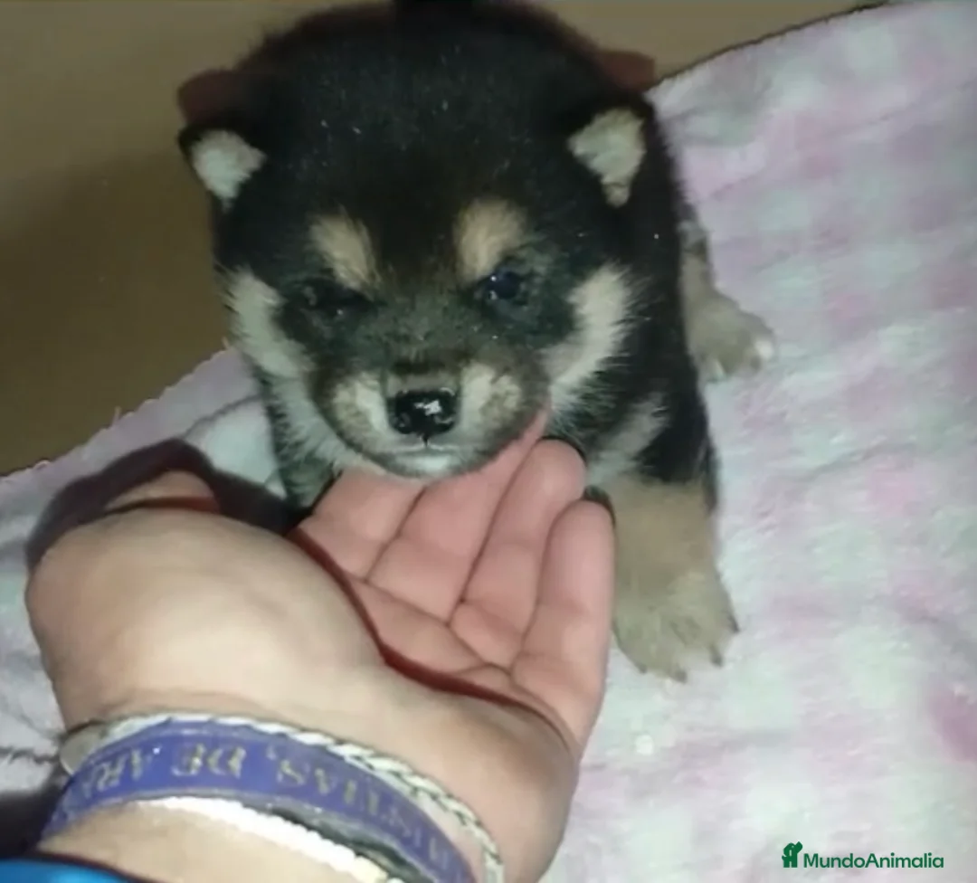Shiba Inu perros en venta: ✨Cachorritos de Shiba Inu🐶 - Anuncio 2