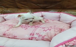 Chihuahua perros en venta: CHIHUAHUA TOY  - Imagen 2