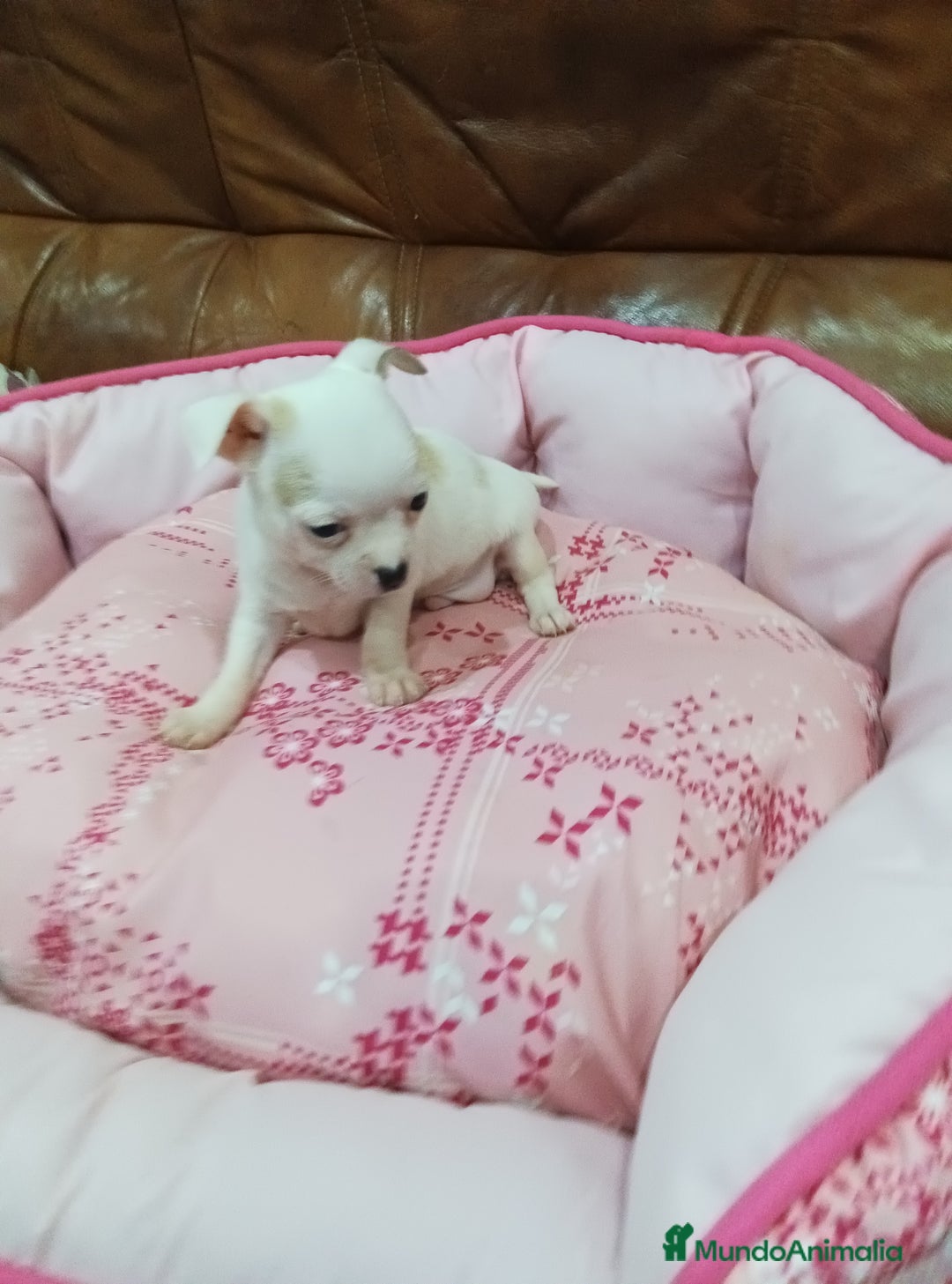 Chihuahua perros en venta: CHIHUAHUA TOY  - Imagen 2
