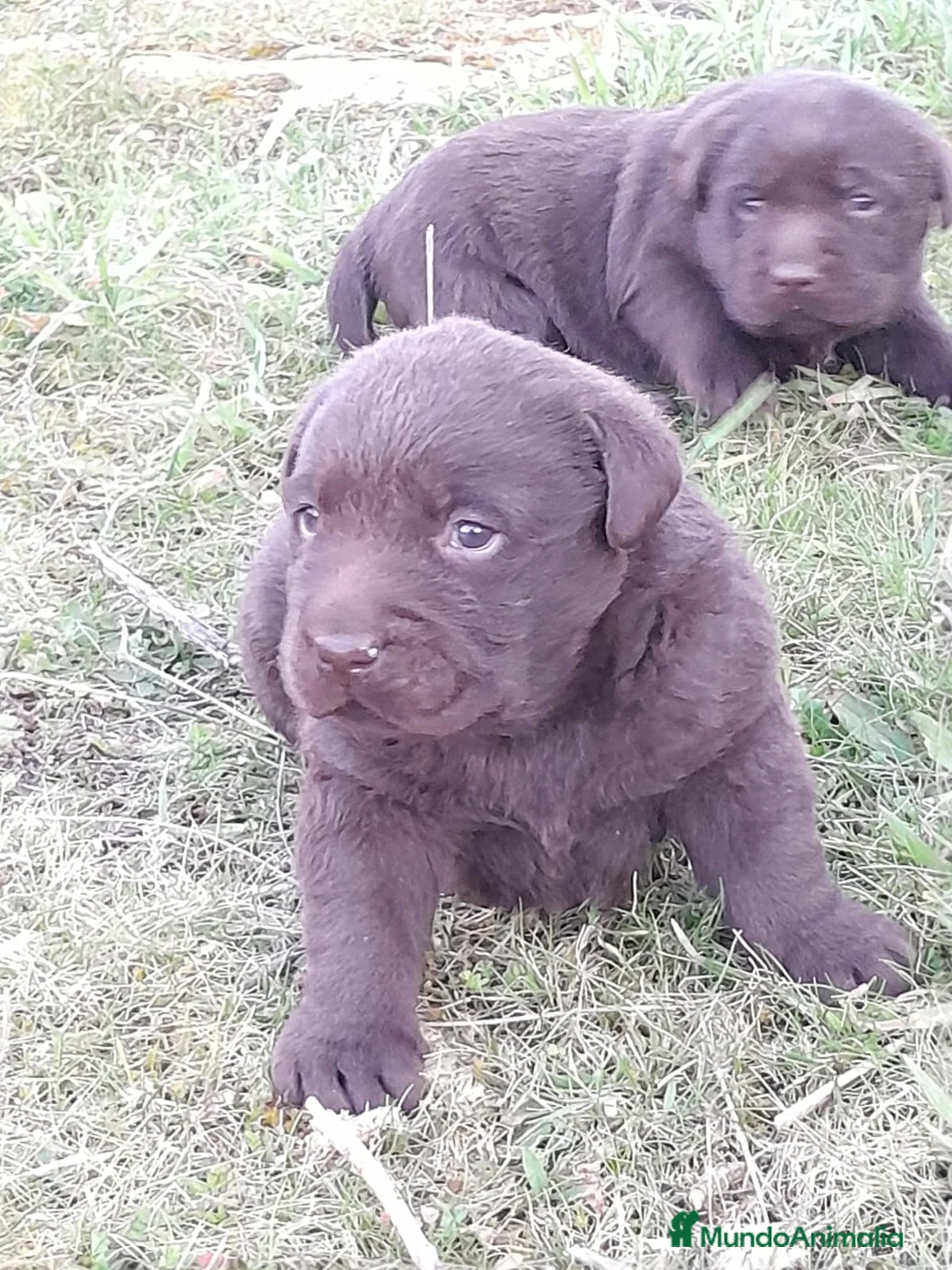 Labrador Retriever perros en venta: Camadas de Labrador color Chocolate en Granada - Anuncio 16