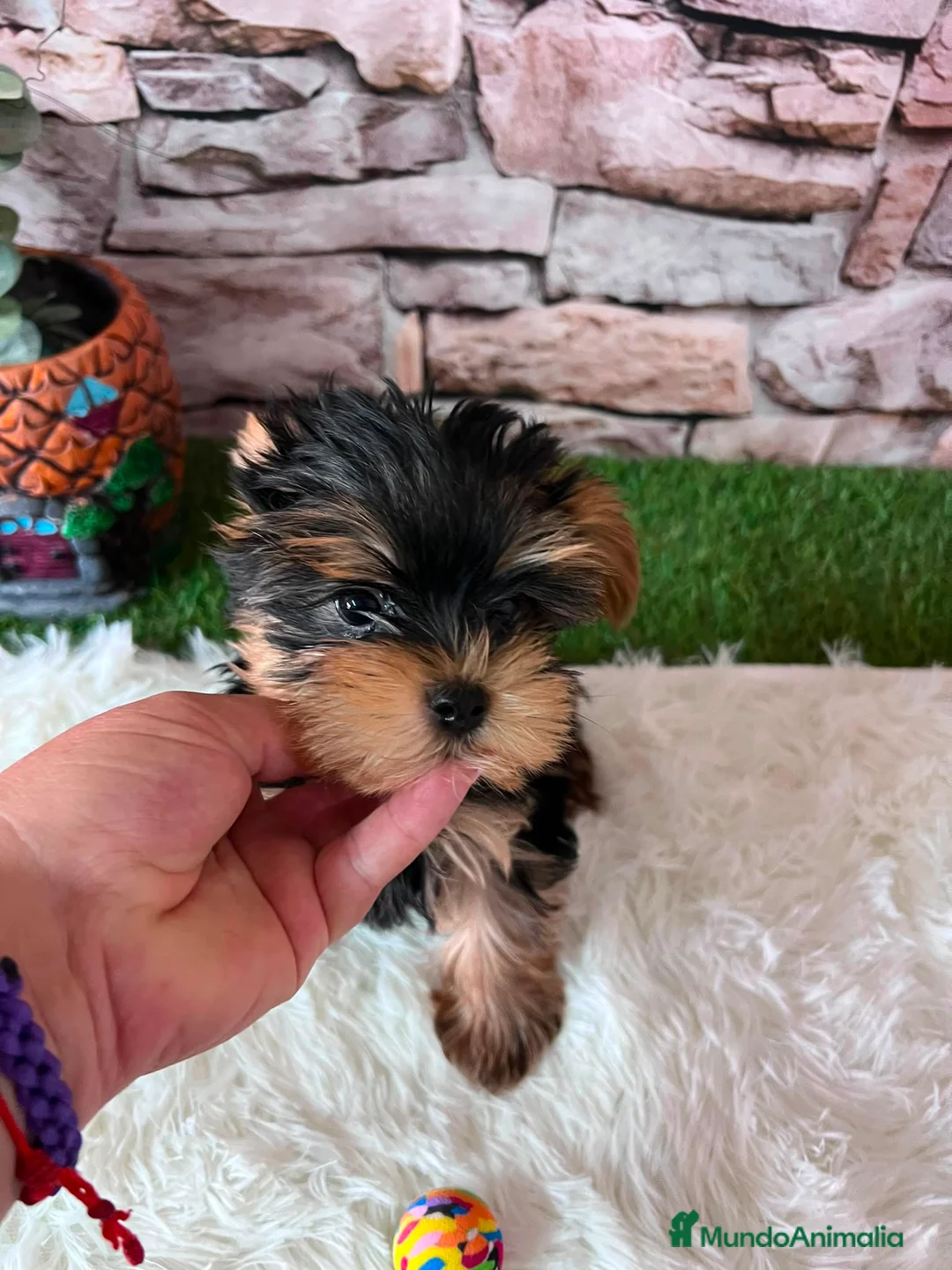 Yorkshire Terrier perros en venta: YORKSHRIE MINI TOY - Anuncio 2