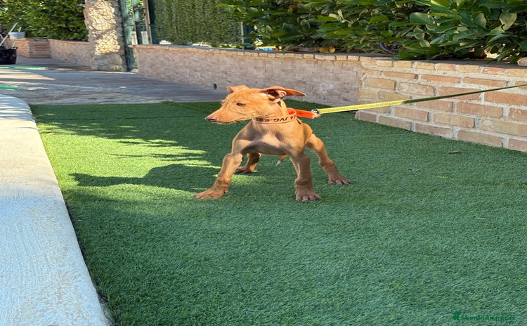 Podenco Canario perros - Anuncio 1