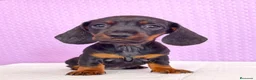 Teckel Miniatura perros en venta: Teckel mini  - Anuncio 4