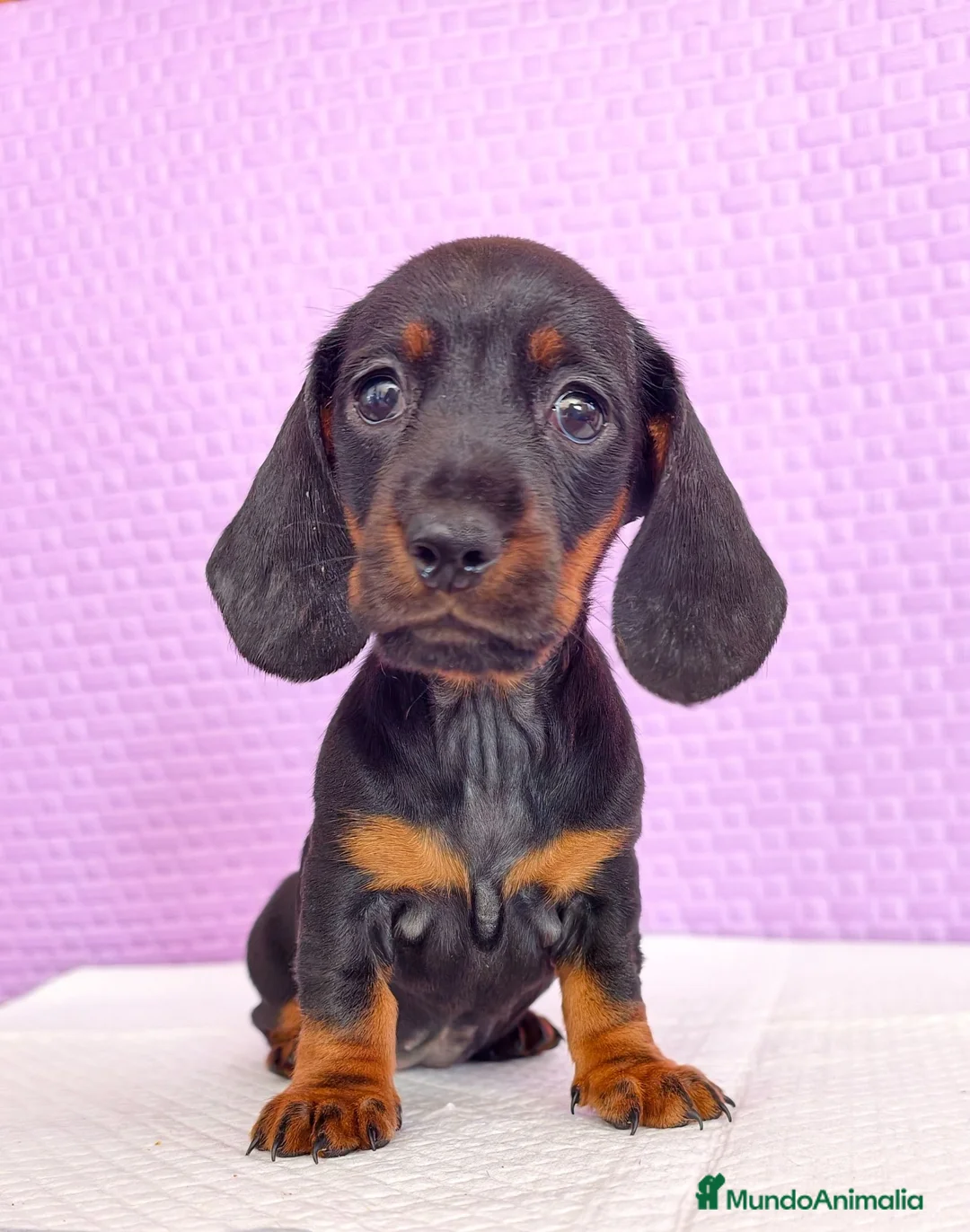Teckel Miniatura perros en venta: Teckel mini  - Anuncio 4