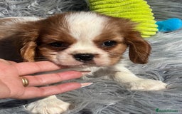 Cavalier King Charles Spaniel perros en venta: Cavalier macho blenheim - Imagen 5